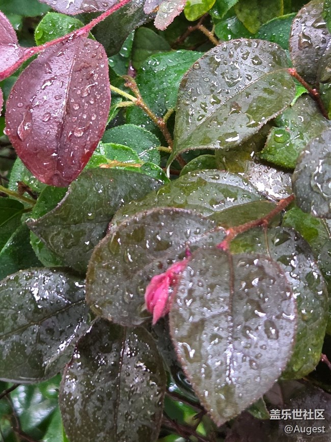 【五月物候观察手册】绿叶