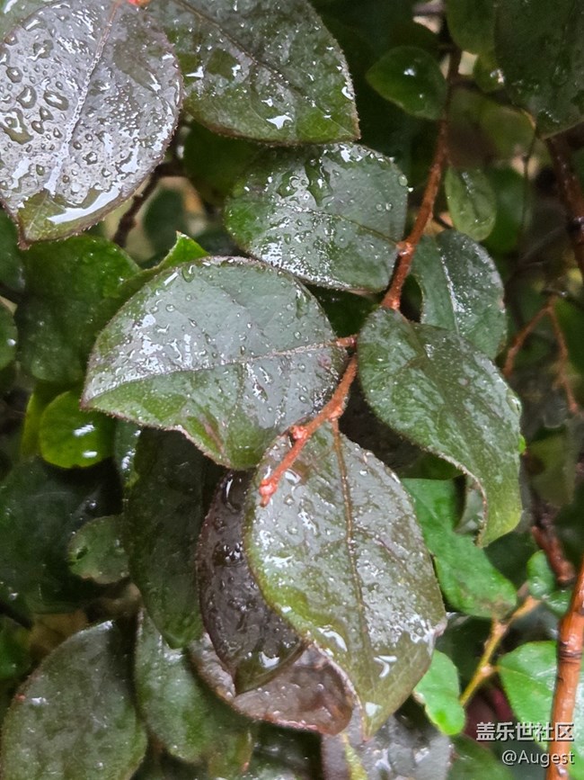【五月物候观察手册】rainy day