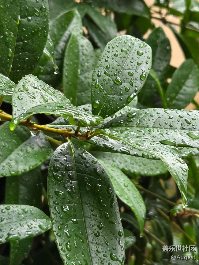 【五月物候观察手册】