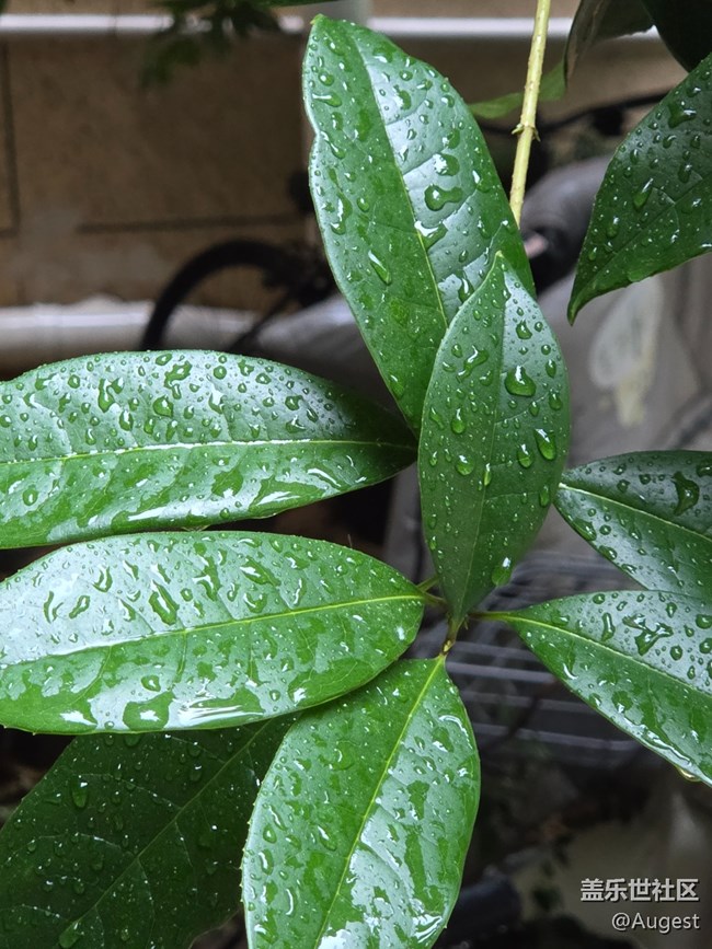 【五月物候观察手册】