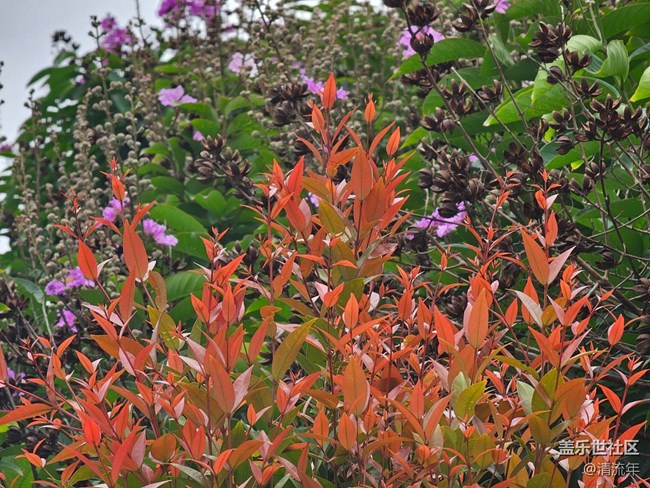 【金陵光影漂流计划】多彩植物