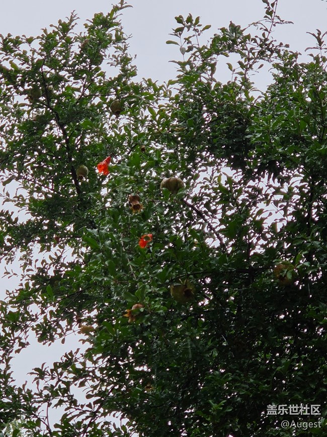 【五月物候观察手册】绿叶