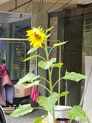 【城市漫步】雨中南京就变成了金陵吧