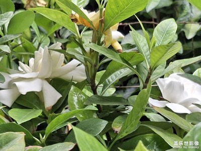 A56 5G 随手拍