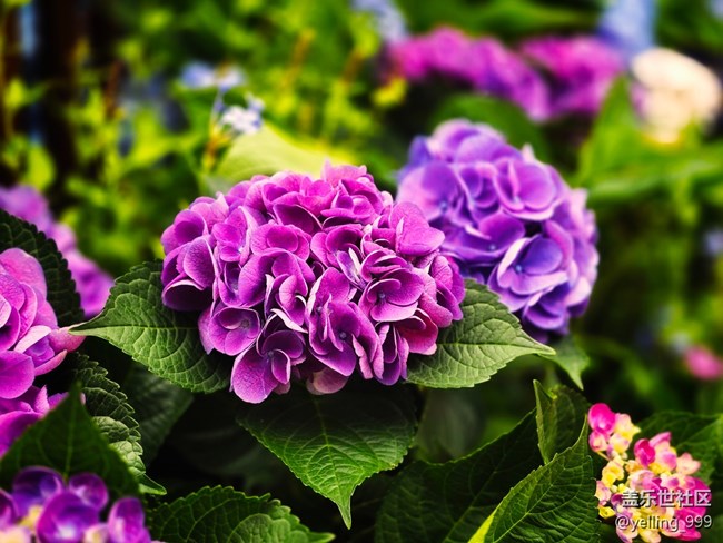 上海星部落5月31日丰盛里citywalk线下摄影活动回顾帖