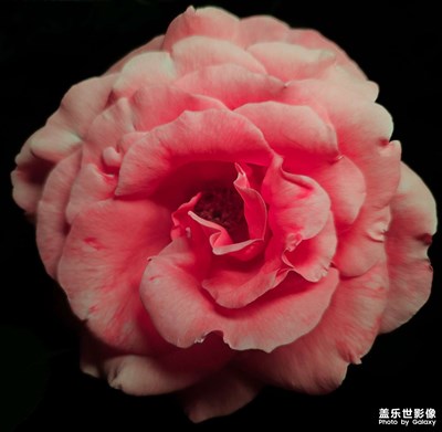 【遇见最美夏日】+留住美好