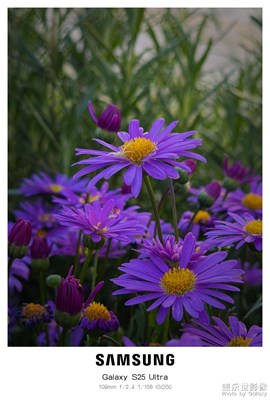 【遇见最美夏日】偶遇小花
