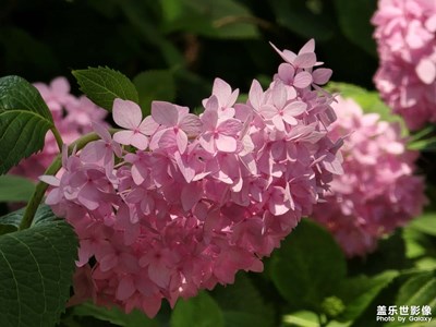 【遇见最美夏日】紫阳花开时