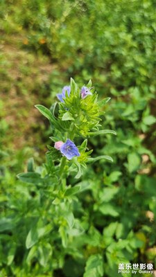 【遇见最美夏日】田园风光