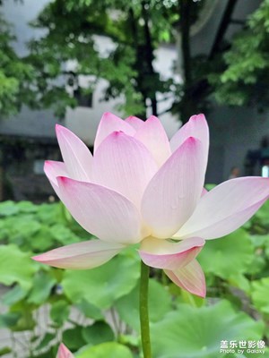 【遇见最美夏日】又见荷花