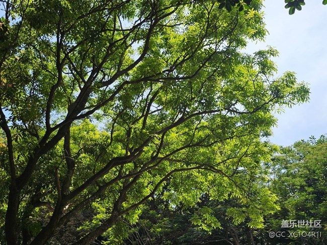 【自然的美妙】绿树成荫