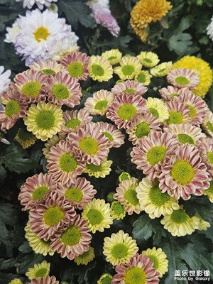 【遇见最美夏日】花团锦簇