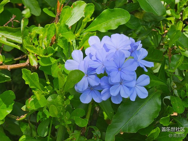 【华北夏韵】夏日炎炎