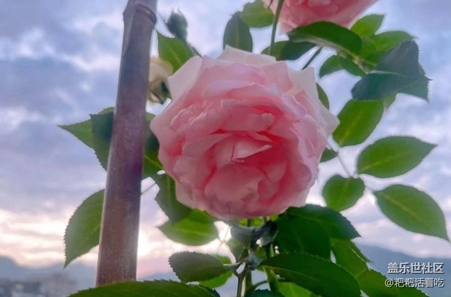 【浪漫盛夏季】美好一天