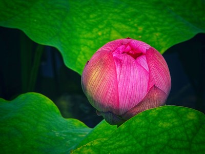 【遇见最美夏日】+含苞待放
