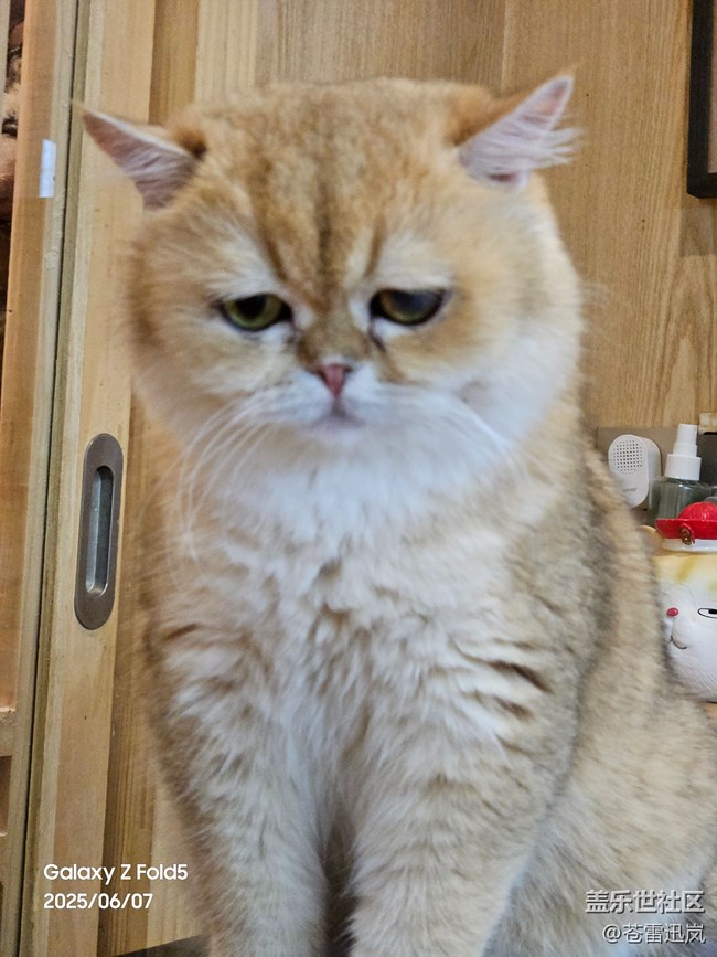 【萌宠星光大道】表情包大师