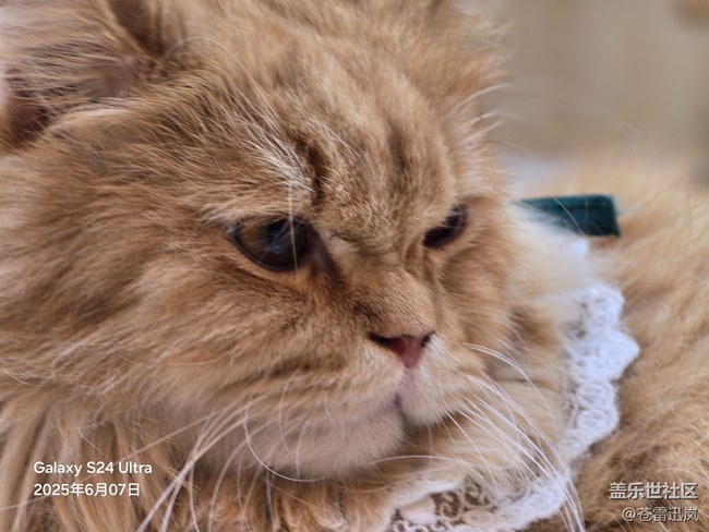 【萌宠星光大道】表情包大师