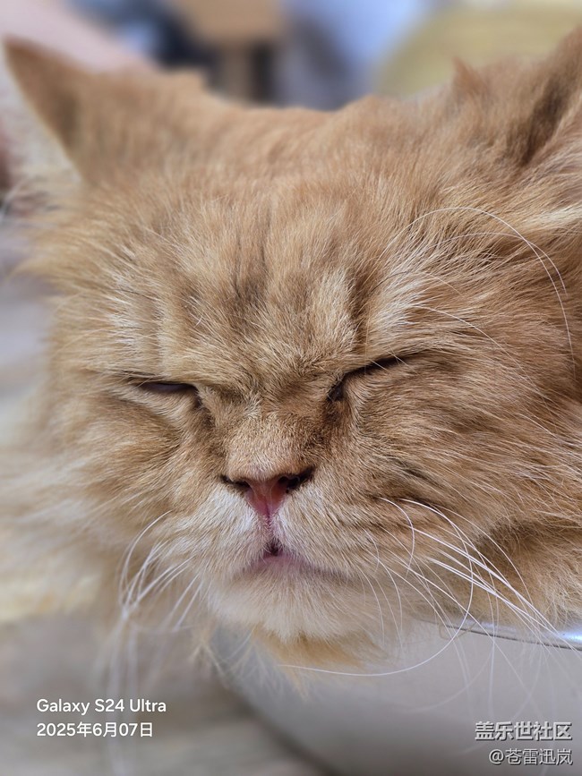 【萌宠星光大道】表情包大师