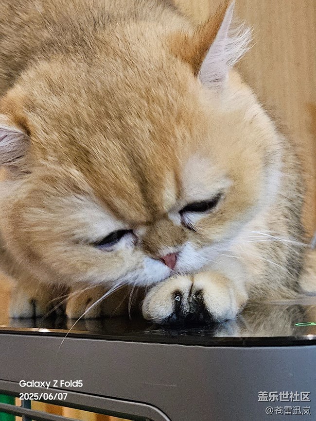 【萌宠星光大道】表情包大师