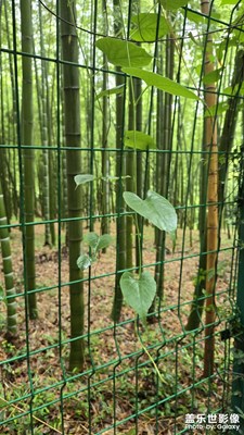雨后的虞山