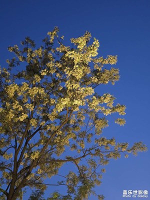 一树繁花一树春