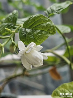 【镜头里的六月】茉莉花开