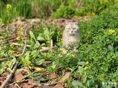 可爱的狸花猫