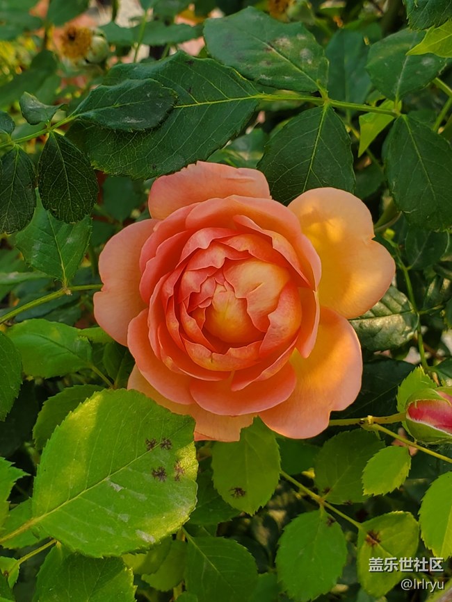 【寻找五瓣丁香花】+花的世界