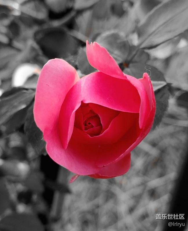 【寻找五瓣丁香花】+花的世界