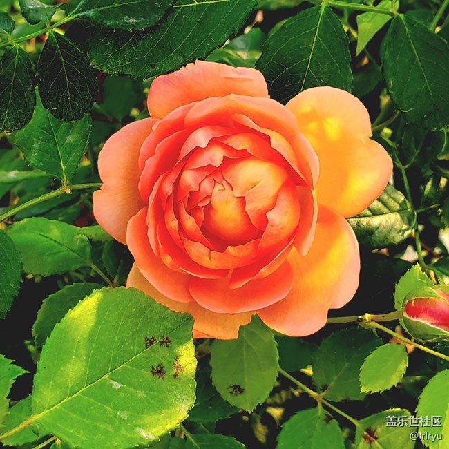 【寻找五瓣丁香花】+花的世界