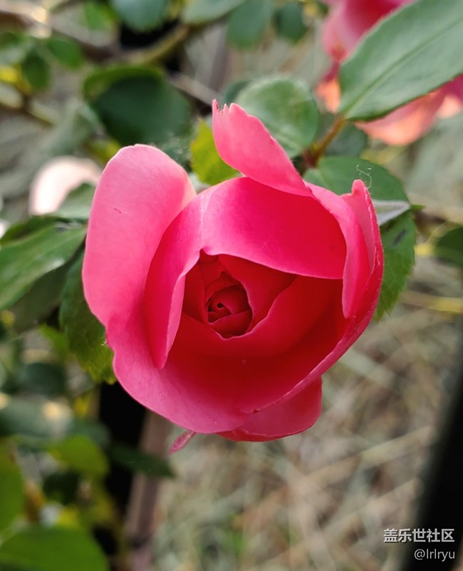 【寻找五瓣丁香花】+花的世界