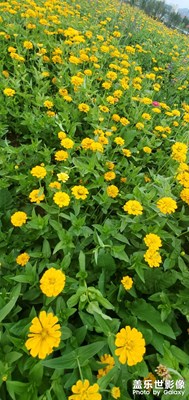 花