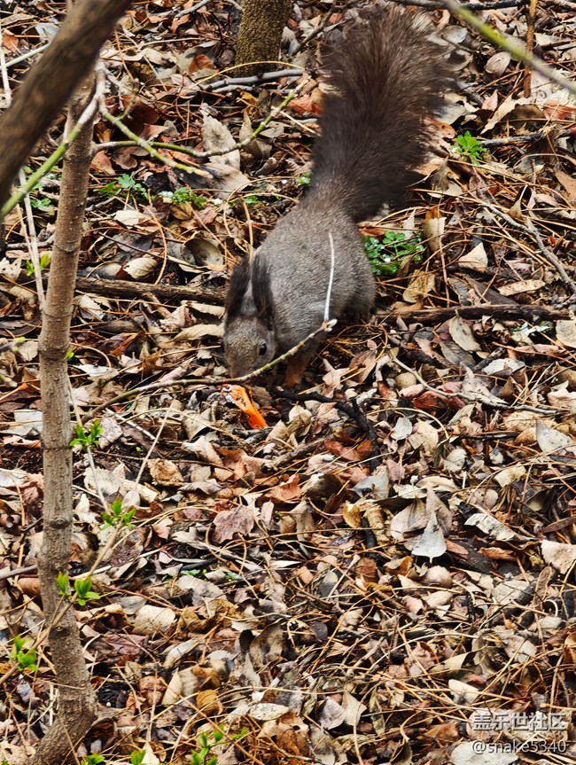 【瞬间及永恒】+小松鼠