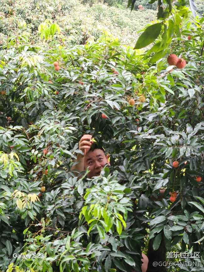 【活动回顾】荔枝红了