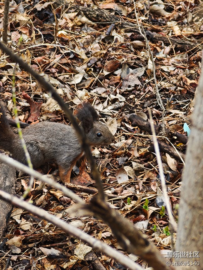 【瞬间及永恒】+小松鼠