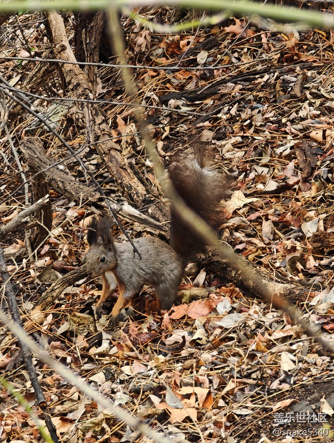 【瞬间及永恒】+小松鼠