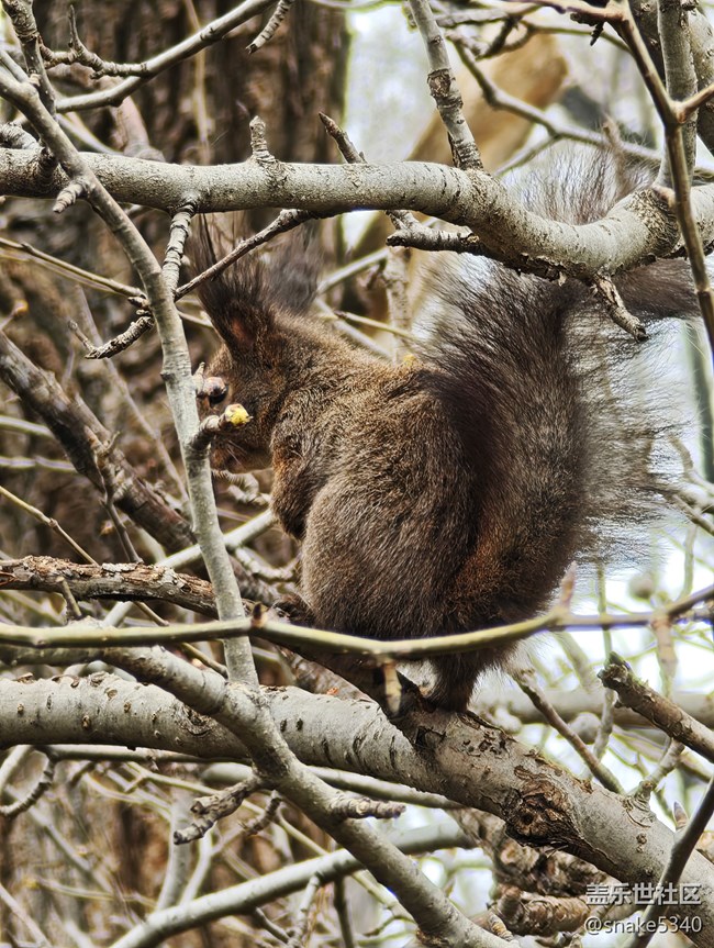 【瞬间及永恒】+小松鼠