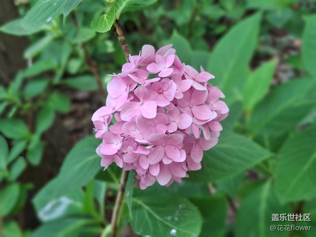 #六月江南暑未阑——绣球花