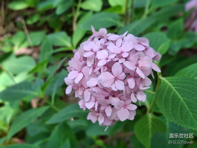 #六月江南暑未阑——绣球花