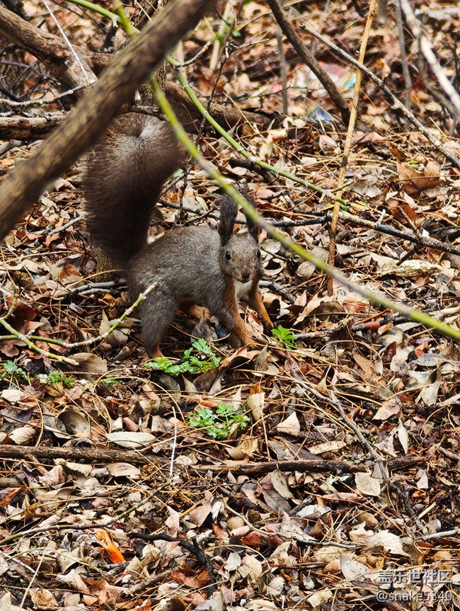 【瞬间及永恒】+小松鼠