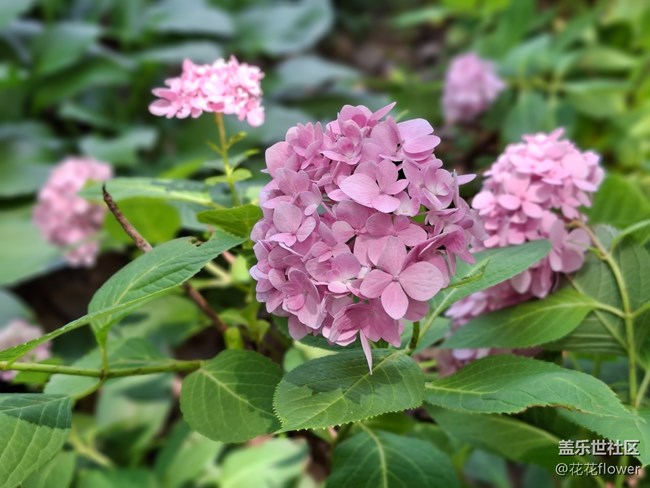 #六月江南暑未阑——绣球花