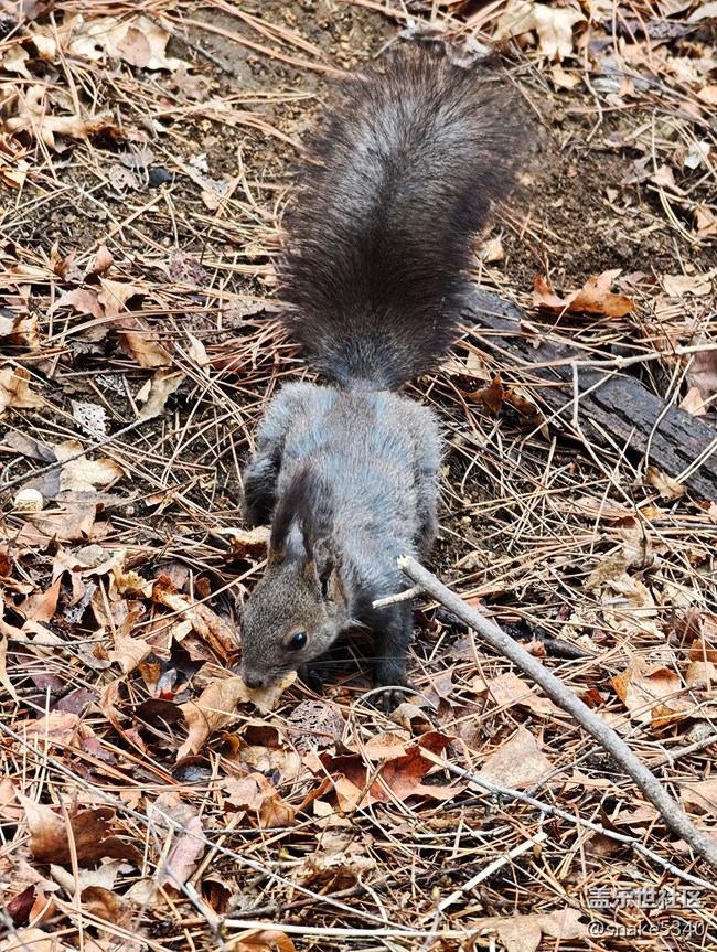【瞬间及永恒】+小松鼠