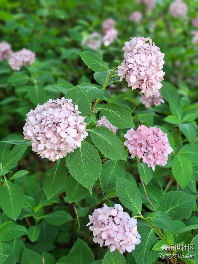 #六月江南暑未阑——绣球花