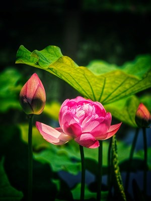 【镜头里的六月】+花开进行时