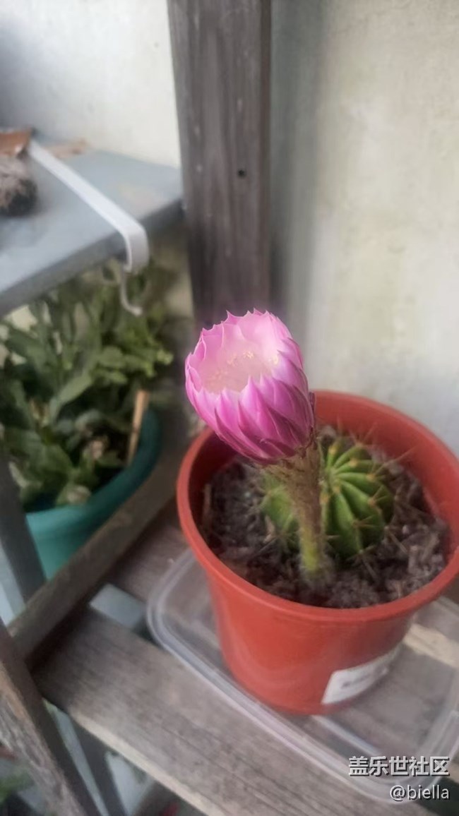 【浪漫盛夏季】开花