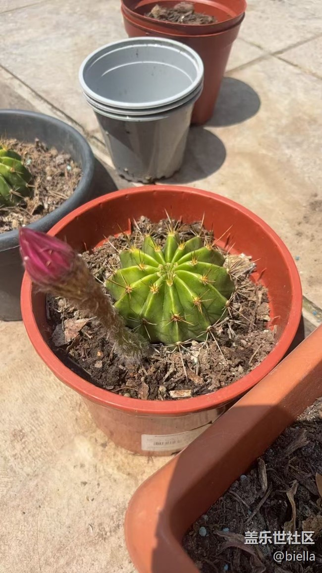 【浪漫盛夏季】开花