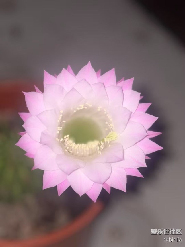 【浪漫盛夏季】开花