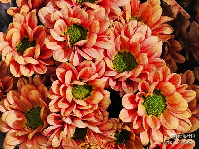 【寻找五瓣丁香花】花束