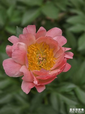 【光影里的五彩斑斓】+牡丹花