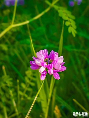 夏日鲜花